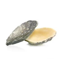 Sale Dobla Chocoladedecoratie Oester (12 stuks)