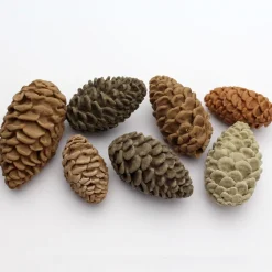 Sale Katy Sue Mold Dennenappels